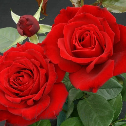 Red Cascade Rose plant