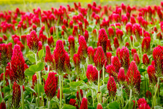 Crimson Clover Flower Seeds with vibrant red blooms growing in a sunny garden