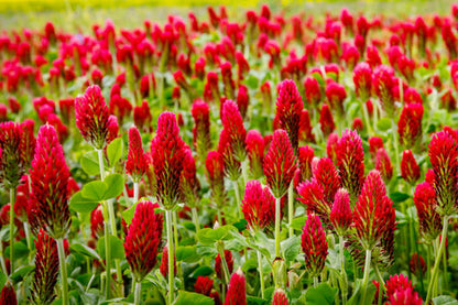 Crimson Clover Flower Seeds with vibrant red blooms growing in a sunny garden