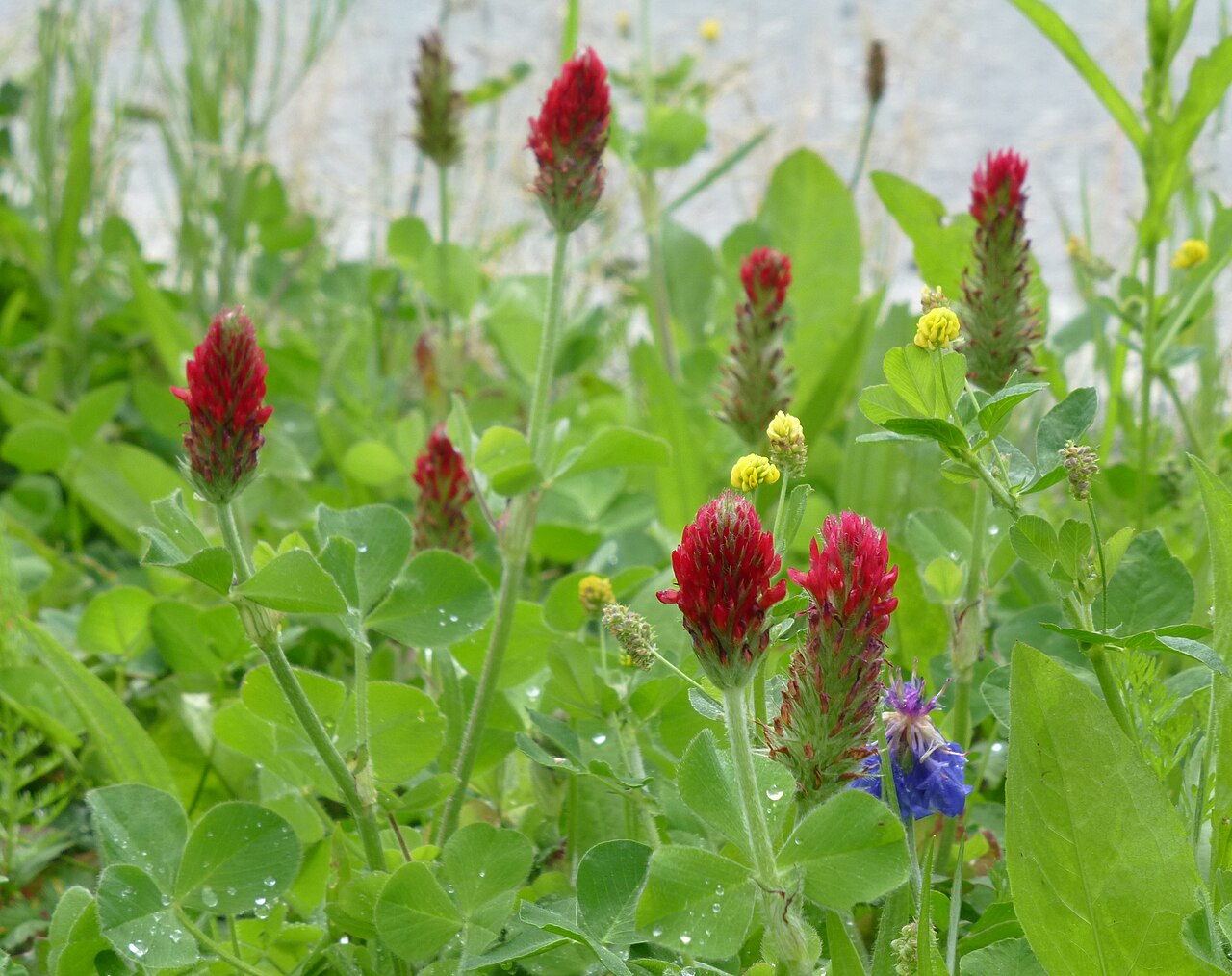 Crimson Red Clover Flower Seeds with vibrant crimson blooms growing in a garden