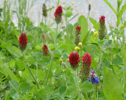 Crimson Red Clover Flower Seeds with vibrant crimson blooms growing in a garden