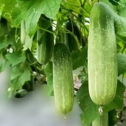 Cucumber Seeds