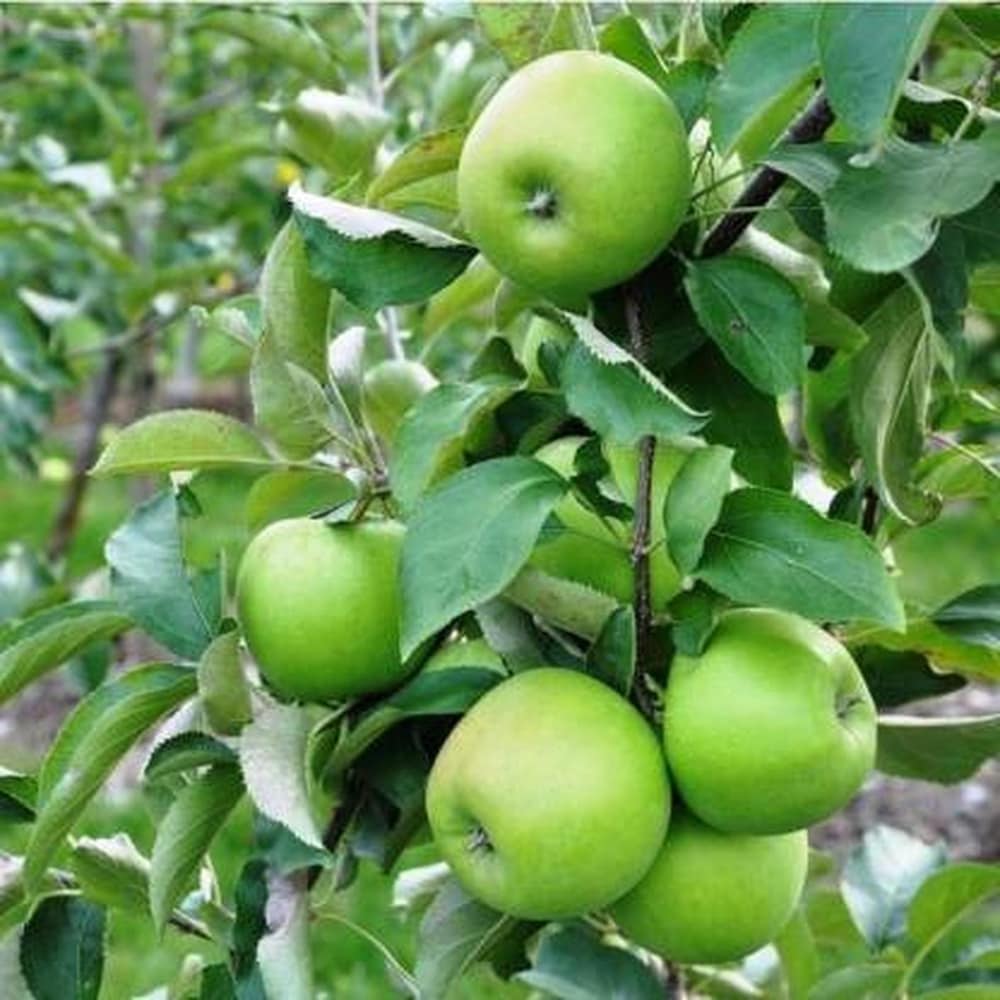 green apple seeds