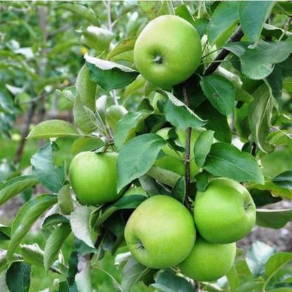 green apple seeds