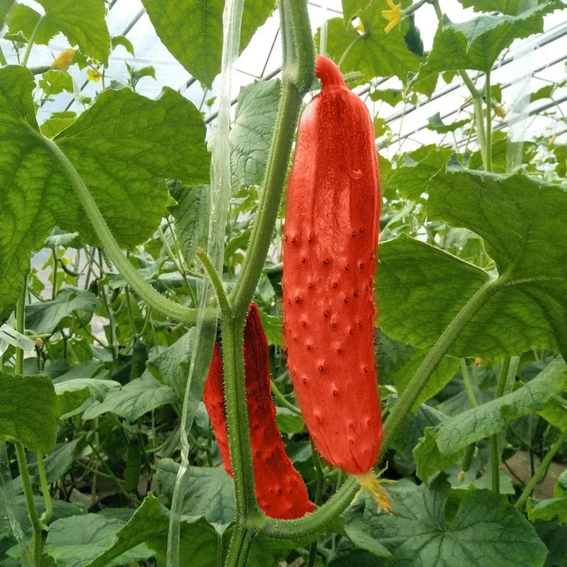 Red Cucumber Seeds for Planting – Heirloom Non-GMO Garden Seeds