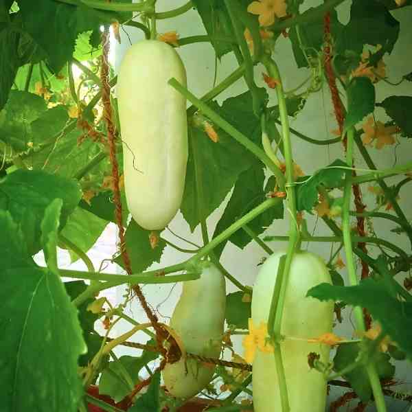 Salad Blonde Cucumber Seeds for Planting – Heirloom Non-GMO Garden Seeds