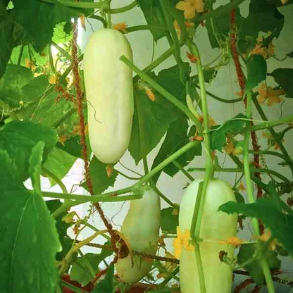 Salad Blonde Cucumber Seeds for Planting – Heirloom Non-GMO Garden Seeds