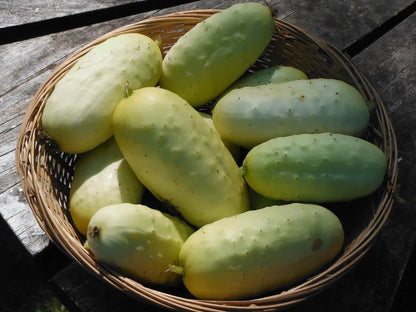 Salad Blonde Cucumber Seeds