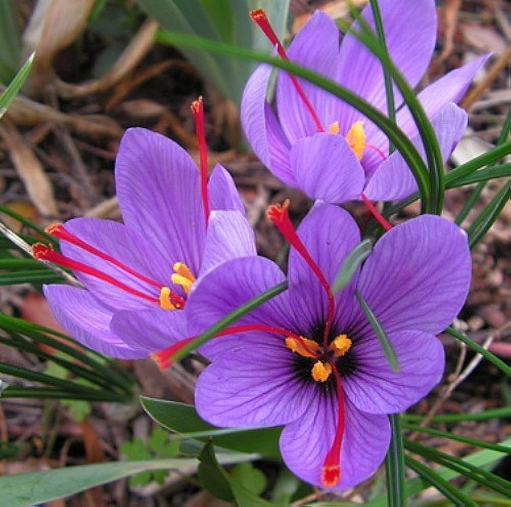 Crocus Sativus flower seeds