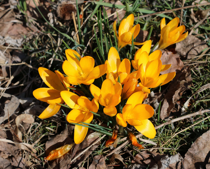 Crocus sativus saffron crocus with lilac flowers growing in a garden