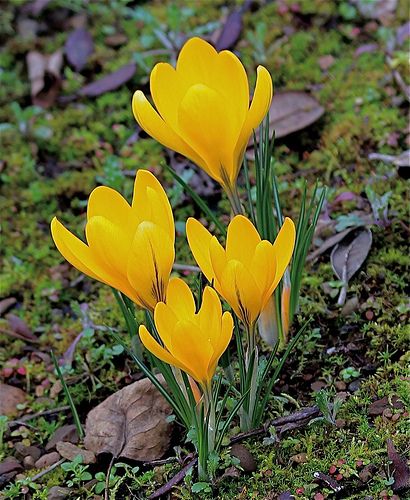 Crocus sativus saffron crocus with lilac flowers growing in a garden