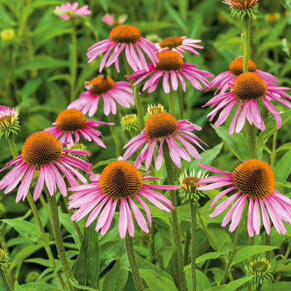 Perennial Coneflower plant