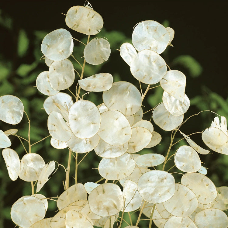 Annual Honesty Lunaria plant