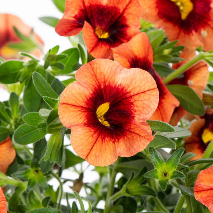 Calibrachoa Petunia flower seeds
