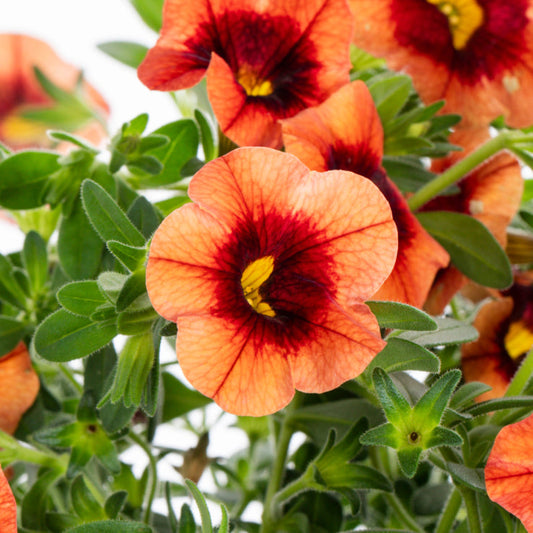 Calibrachoa Petunia flower seeds