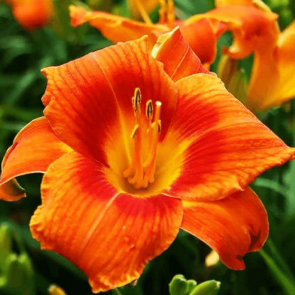 Rare Hybrid Daylily plant