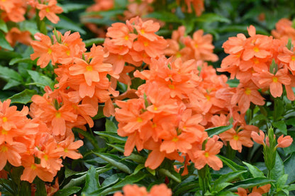 Orange Marmalade Crossandra flowers blooming on glossy green foliage