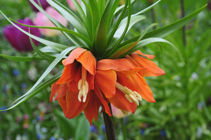 Imperial Crown Flower Seeds for Planting – Heirloom Non-GMO Garden Seeds
