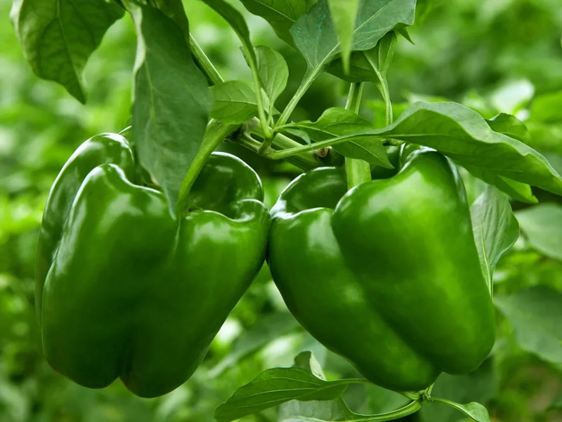 Bell Pepper Seeds