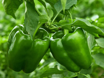 Bell Pepper Seeds