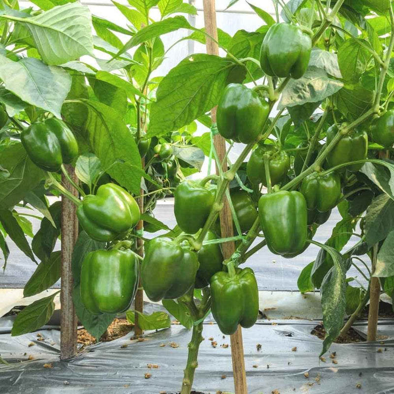 Bell Pepper Seeds for Planting – Heirloom Non-GMO Garden Seeds