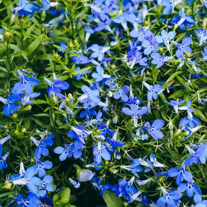 Blue Sapphire flower seeds