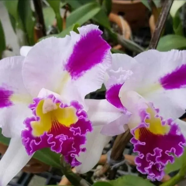 Cattleya flower seeds