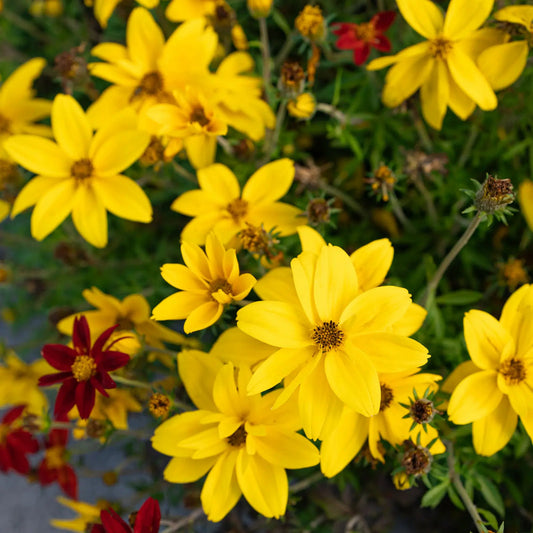 Yellow Bidens flower seeds