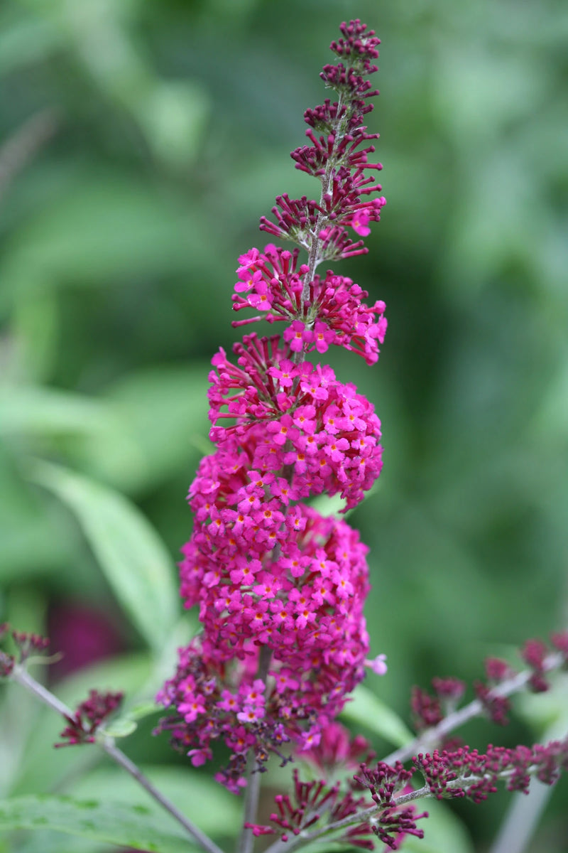 Pink Miss Ruby Flower Seeds for Planting – Heirloom Non-GMO Garden Seeds