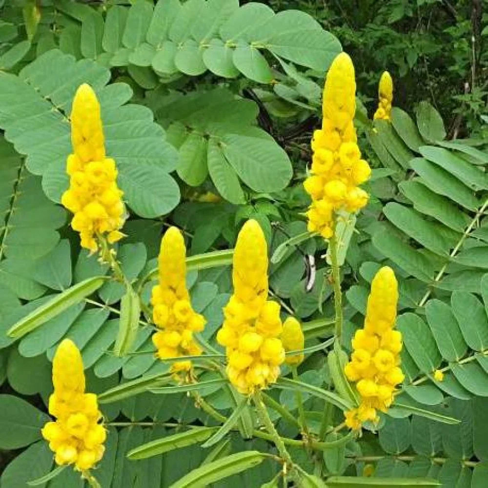 Yellow Cassia flower seeds