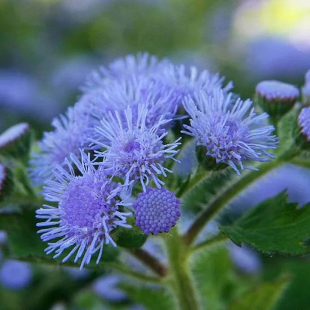 Assorted Floss plant
