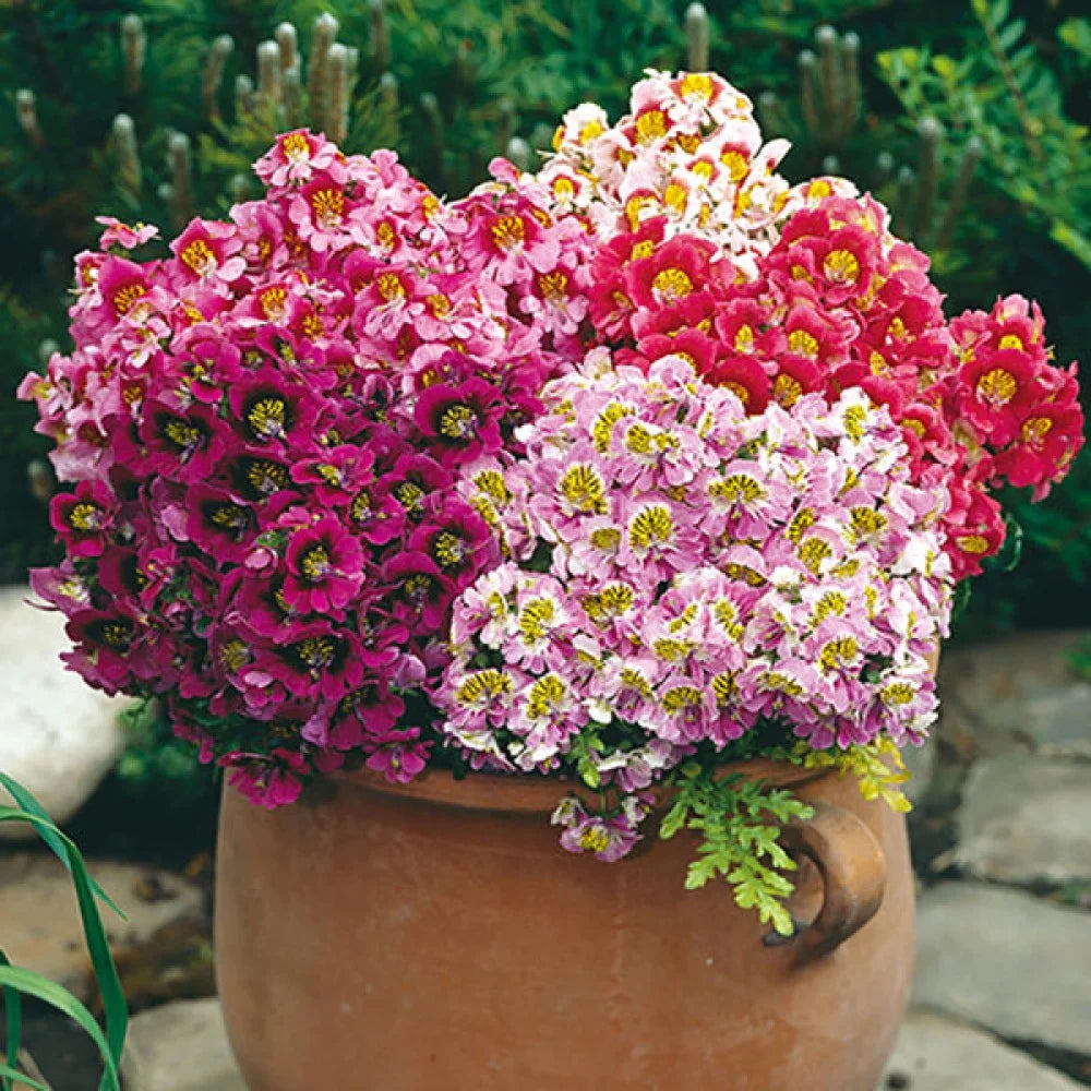 Schizanthus flower seeds