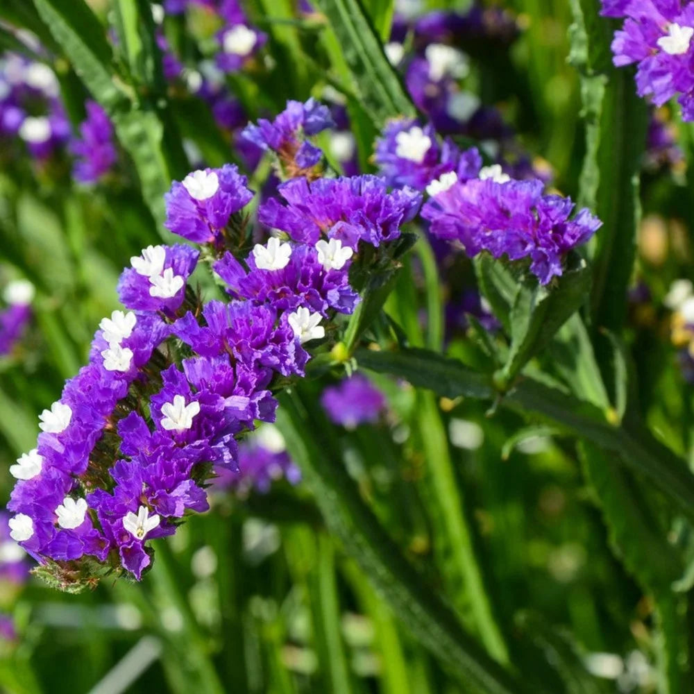 Sea Lavender flower seeds