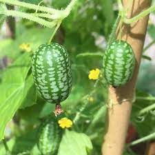 cucamelon fruit seeds