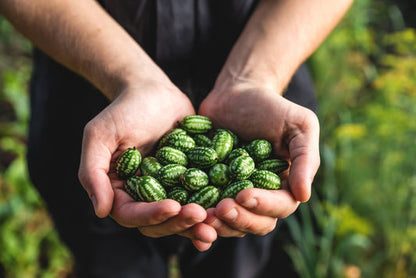 Cucamelon Fruit Seeds for Planting – Heirloom Non-GMO Garden Seeds