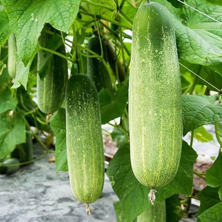 Cucumber Seeds