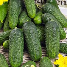 Pioneer Cucumber Seeds