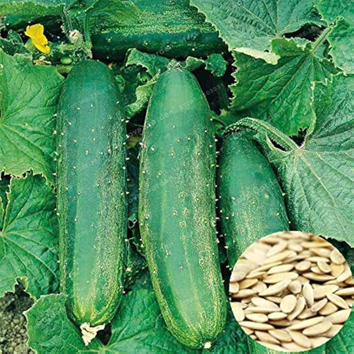 Garden Cucumber Seeds