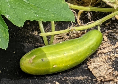 Yellow Green Cucumber Seeds for Planting – Heirloom Non-GMO Garden Seeds