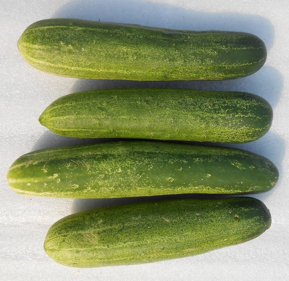Raised Bed Cucumber Seeds