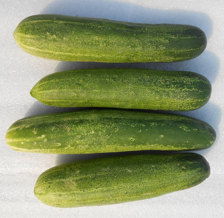 Raised Bed Cucumber Seeds