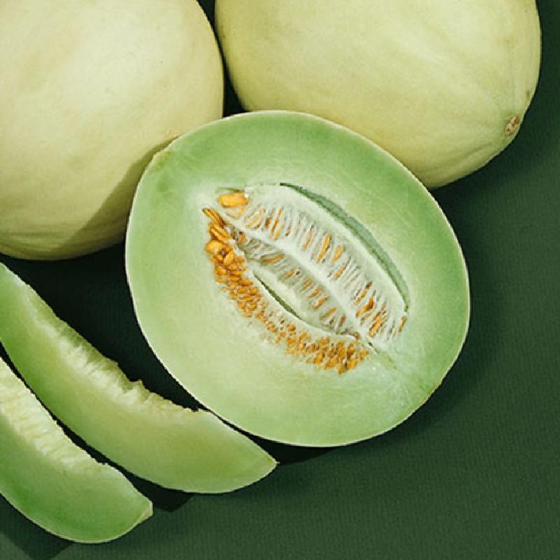 Green Honeydew Melon Fruit Seeds for Planting – Heirloom Non-GMO Garden Seeds