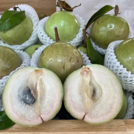 vietnam milk melon seeds