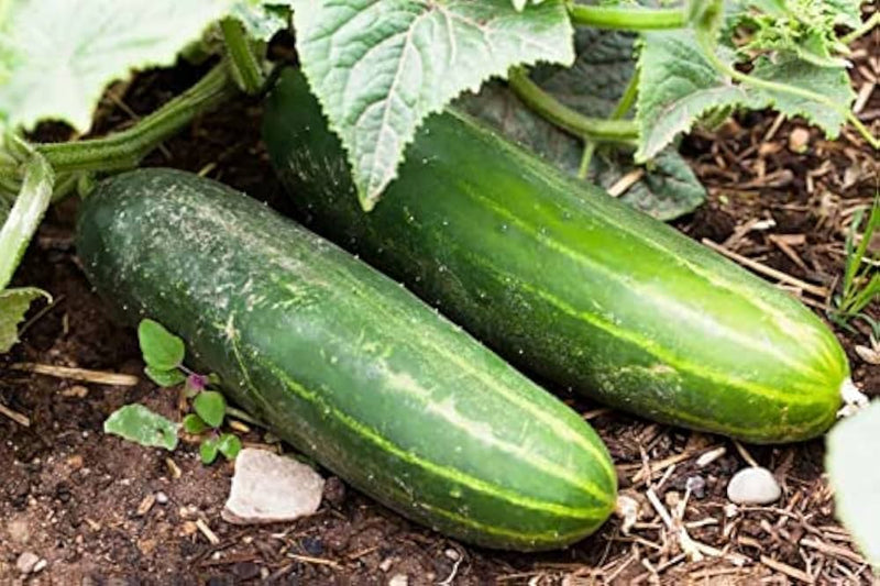 Long Greek Cucumber Vegetable Seeds for Planting – Heirloom Non-GMO Garden Seeds