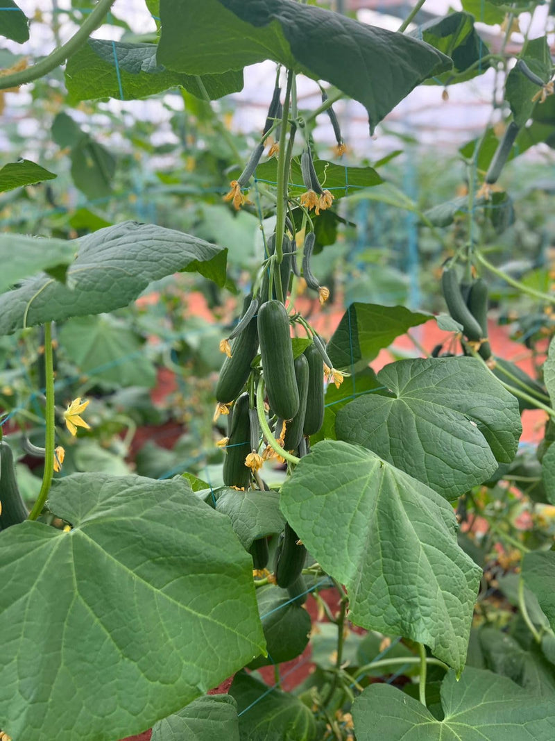 Mini Cucumber Vegetable Seeds for Planting – Heirloom Non-GMO Garden Seeds