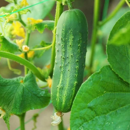 Garden Cucumber Vegetable Seeds for Planting – Heirloom Non-GMO Garden Seeds