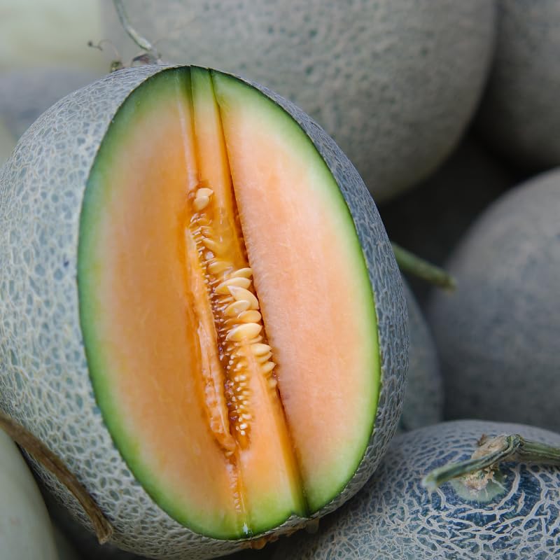 Muskmelon Cucumis melo Fruit Seeds for Planting – Heirloom Non-GMO Garden Seeds