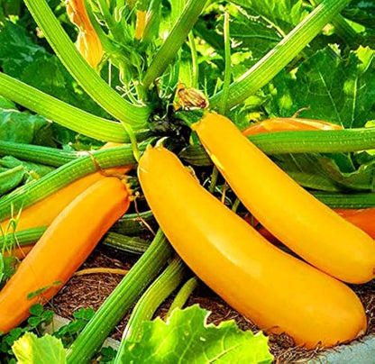 Spaceship Squash Vegetable Seeds for Planting – Heirloom Non-GMO Garden Seeds