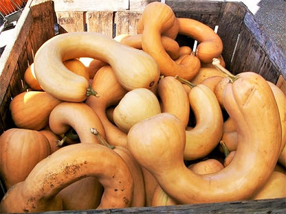 Neck Pumpkin Vegetable Seeds for Planting – Heirloom Non-GMO Garden Seeds