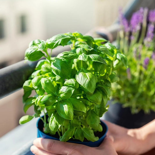 Basil Garden Herb Seeds growing into lush green culinary basil plants